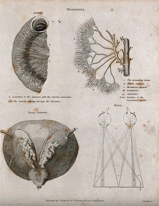 Mesentery: Four figures of the lacteals, the aorta & mesenterica inferior, the urinary bladder and a demonstration of vision. Line engraving by Campbell, 1816/1821.