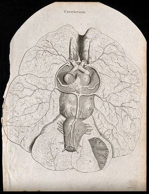 view Cerebrum: view from below. Line engraving by Campbell, 1816/1821.