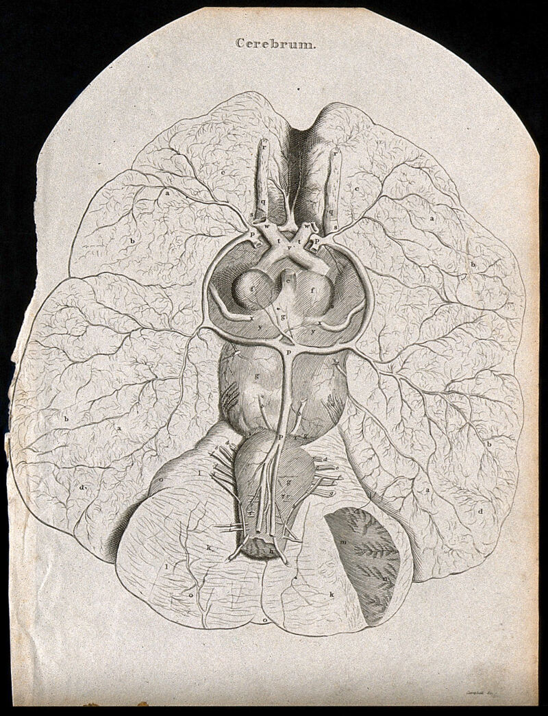 Cerebrum: view from below. Line engraving by Campbell, 1816/1821., [1816/1821], by Campbell