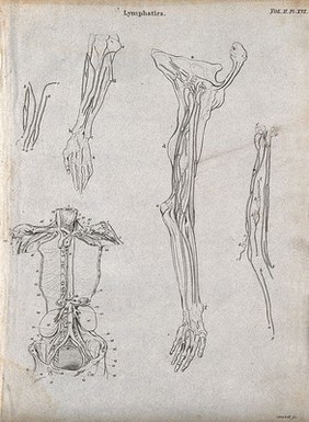 Lymphatics: Five figures showing the lymphatic system in the arm and torso. Line engravings by Campbell, some after W. Hewson, 1816/1821.