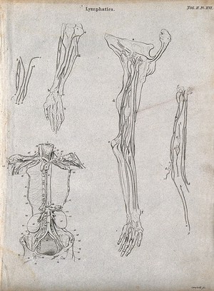 view Lymphatics: Five figures showing the lymphatic system in the arm and torso. Line engravings by Campbell, some after W. Hewson, 1816/1821.