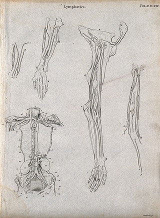 Lymphatics: Five figures showing the lymphatic system in the arm and torso. Line engravings by Campbell, some after W. Hewson, 1816/1821.