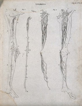 Lymphatics: Four figures showing the lymphatic system in the leg. Line engravings by Campbell, some after W. Hewson, 1816/1821.