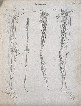 Lymphatics: Four figures showing the lymphatic system in the leg. Line engravings by Campbell, some after W. Hewson, 1816/1821.