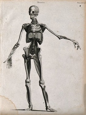 An écorché showing bones, with left arm extended to the side, seen from the front. Line engraving by Campbell, 1816/1821.