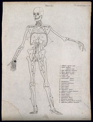 view An écorché showing bones, with left arm extended to the side, seen from the front: diagram showing the outlines of the muscles & bones. Line engraving by Campbell, 1816/1821.