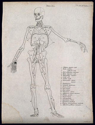 An écorché showing bones, with left arm extended to the side, seen from the front: diagram showing the outlines of the muscles & bones. Line engraving by Campbell, 1816/1821.