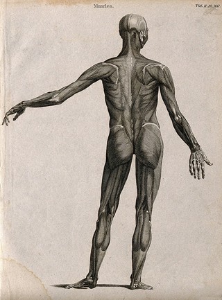 An écorché with left arm extended to the side, seen from the back. Line engraving by Campbell, 1816/1821.