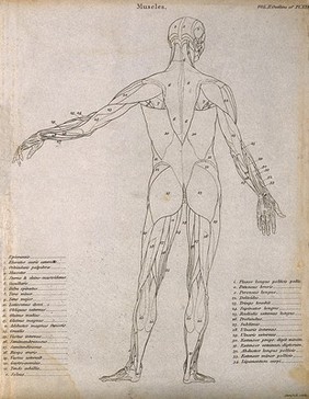 An écorché with left arm extended to the side, seen from the back: diagram showing the outlines of the muscles. Line engraving by Campbell, 1816/1821.