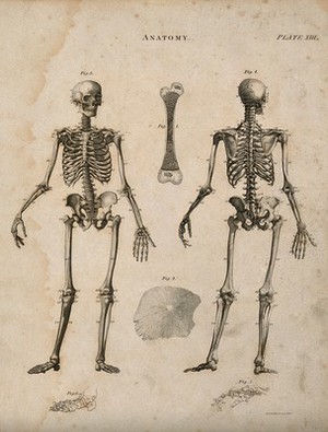 Bones Six Figures Including Skeleton Seen From Front And Back Cross Section And Surface Of A Bone And A Hand And Foot Line Engraving By Kirkwood Sons 1813 Wellcome Collection