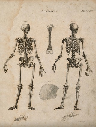 Bones: six figures, including skeleton seen from front and back, cross section and surface of a bone, and a hand and foot. Line engraving by Kirkwood & Sons, 1813.