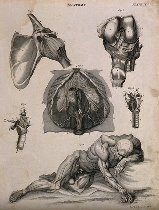 Shoulder joint, larynx, peritoneum (?) and a reclining écorché supported by the left elbow and the outstreched right hand, seen from the front. Line engraving by Kirkwood & Sons, partly after W. Cowper, 1813.