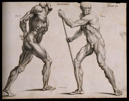 Two écorchés, one walking with the aid of a staff grasped with both hands, seen from the left side; the other walking with hands fastened (?) behind back, seen from the right side. Line engraving by Kirkwood & Sons, after W. Cowper, 1790/1810.