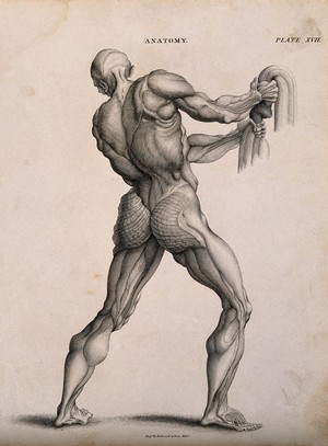 view An écorché pulling down on a rope (?), seen from the back. Line engraving by Kirkwood & Sons, after W. Cowper, 1813.