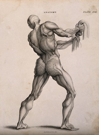 An écorché pulling down on a rope (?), seen from the back. Line engraving by Kirkwood & Sons, after W. Cowper, 1813.