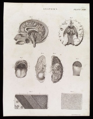 Nervous system: eight figures, including cross sections of the head and brain, the mouth and the skin. Line engraving by Kirkwood & Son, 1813.