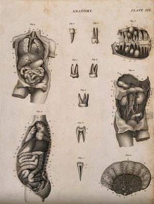 view Digestive system: twelve figures, including teeth, intestines and colon. Line engraving by Kirkwood & Son, 1813.