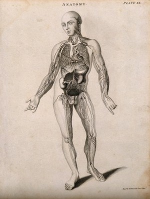 view Man, showing lymphatic system, seen from the front. Line engraving by Kirkwood & Sons, after Birnie, 1813.