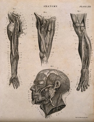 Blood and lymphatic vessels: four figures showing vessels of the arm, leg and head. Line engraving by Kirkwood & Son, 1813.