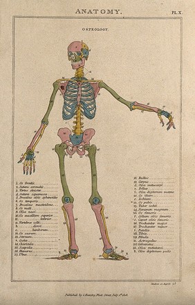 Skeleton: with left arm extended to the side, seen from the front, and bones indicated in various colours. Coloured line engraving by H. Mutlow, 1808.