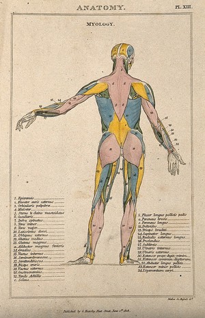 view An écorché: seen from the back, with left arm extending to the side, and with muscles indicated in various colours. Coloured line engraving by H. Mutlow, 1808.