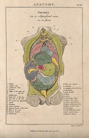 view A torso seen from the front: dissected to reveal internal organs in various colours. Coloured line engraving by H. Mutlow, 1808.