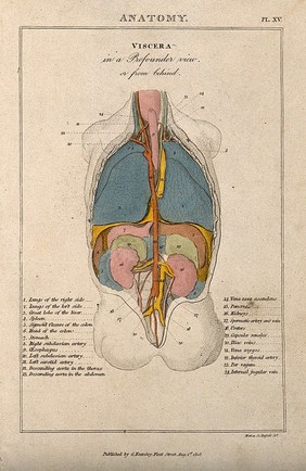 A torso seen from the back: dissected to reveal internal organs in various colours. Coloured line engraving by H. Mutlow, 1808.