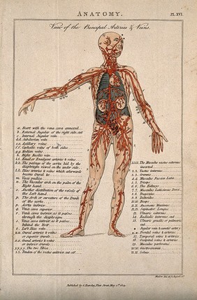 An écorché: seen from the front, with left arm extending to the side, showing the principal veins and arteries. Coloured line engraving by H. Mutlow, 1808.