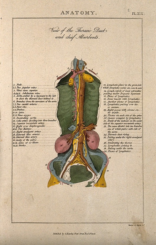 Organs of the torso seen from the front: portion of torso dissected to ...