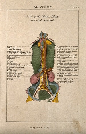 view Organs of the torso seen from the front: portion of torso dissected to reveal internal organs, arteries and lymphatic system in various colours. Coloured line engraving by H. Mutlow, 1808.