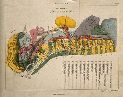 Torso of a woman: cross-section indicating the nerves, organs, arteries and bones, in various colours. Coloured line engraving by H. Mutlow, 1808.