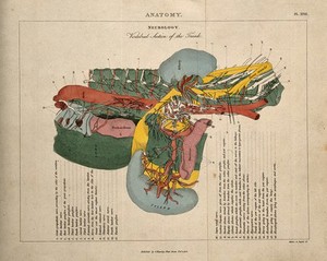 view Torso: cross-section indicating the nerves, organs, arteries and bones, in various colours. Coloured line engraving by H. Mutlow, 1808.