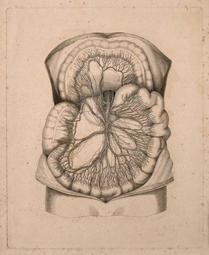 view Contents of the abdominal cavity. Line engraving.