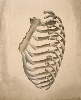 Sternum and right side of rib cage, seen from behind. Watercolour by G.E. Blenkins after a design engraved by A. Bell, 1831.