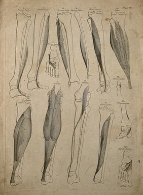 Muscles of the leg and foot: 14 figures. Line engraving by A. Bell after B.S. Albinus, 1777.