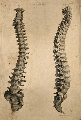 Vertebral column: two figures showing front and side views. Line engraving by A. Bell after J.-J. Sue, 1798.