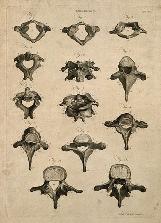 Vertebrae: thirteen figures. Line engraving by A. Bell after J.J. Sue, 1798.