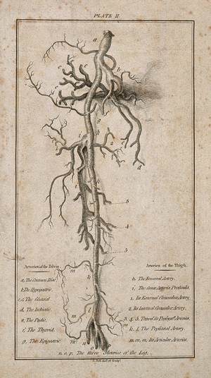 view Arteries of the thigh and pelvis. Etching by J. Bell, ca. 1800.