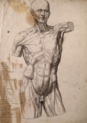 An écorché of a male torso and head, seen from the front. Pen and ink drawing.