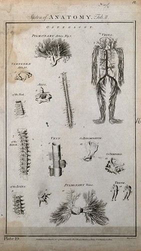 Arteries, veins and bones: fourteen figures. Line engraving by J. Record, 1780/1790?.