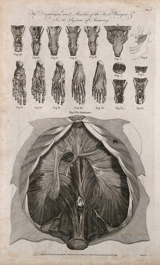 Diaphragm, pharynx and foot dissections: seventeen figures. Line engraving by P. Rothwell, 1789, after J. Wandelaer after B.S. Albinus.