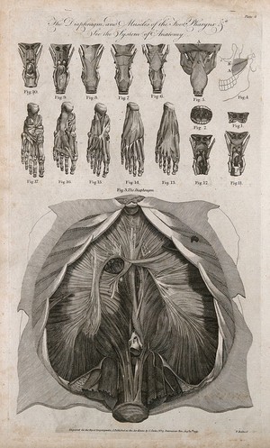 view Diaphragm, pharynx and foot dissections: seventeen figures. Line engraving by P. Rothwell, 1789, after J. Wandelaer after B.S. Albinus.