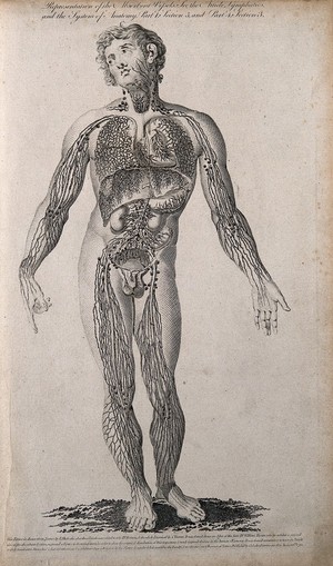 view Vessels and glands of the lymphatic system: male figure seen from the front. Line engraving, by C. Warren after F. Blake, 1790.