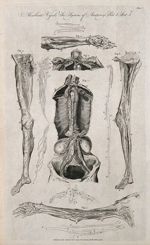 view Lymphatics: six figures showing the lymphatic vessels of the arm, leg neck and torso. Line engraving, after T. Bonnor, 1789.