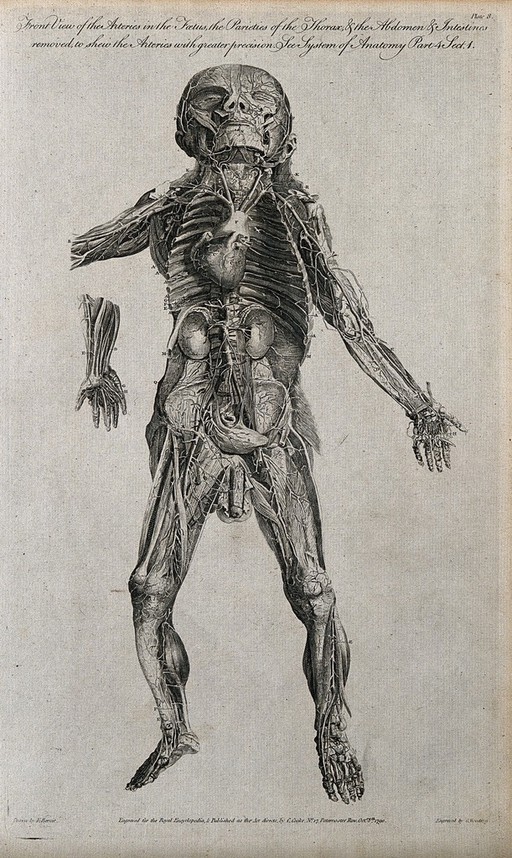 Dissected foetus seen from the front, with arteries indicated. Line engraving, by G. Wooding after F. Birnie, 1790.