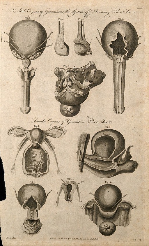 Sexual organs, male and female: ten figures of dissections. Line engraving by Lodge after F. Birnie, 1789.