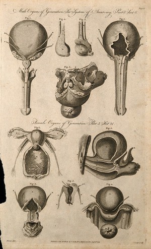 view Sexual organs, male and female: ten figures of dissections. Line engraving by Lodge after F. Birnie, 1789.