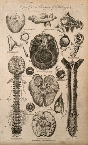 view Organs of sense: fifteen figures including dissections of the tongue, ear, eye, brain and spine. Line engraving by J. Taylor after F. Birnie, 1789.