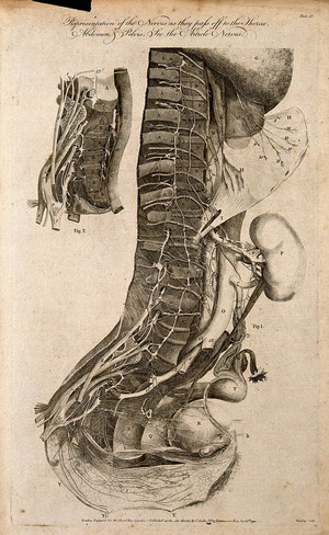 view Spine and nerves: cross-section showing the nerves of the spine emanating to the thorax, abdomen and pelvis. Line engraving by G. Wooding, 1790.