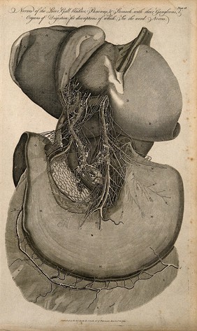 Nerves of the liver, gall bladder, pancreas and stomach. Line engraving (by Wooding?), 1789.